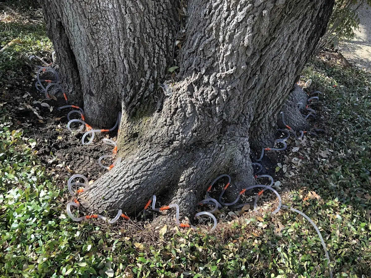 Detailed Tree Cabling and Bracing job site in Lewis Center